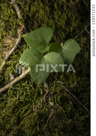 Ivy Leaf on Moss Covered Tree Trunk Close Up. Ivy Leaf on Moss Covered Tree Trunk Close Up. 139371233