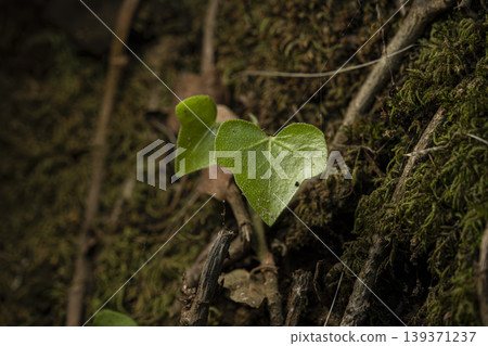 Ivy Leaf on Moss Covered Tree Trunk Close Up. 139371237