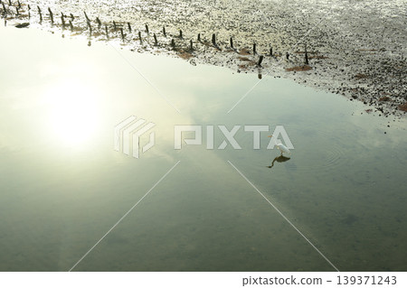 Egrets search for prey in the Yatsu tidal flats at low tide. 139371243