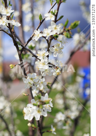 Title: Vertical shot of white cherry blossom branches in spring Title: Vertical shot of white cherry blossom branches in spring 139371278