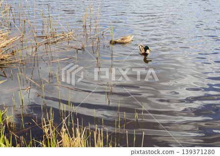 Wild ducks swimming in calm lake water near reeds Wild ducks swimming in calm lake water near reeds 139371280