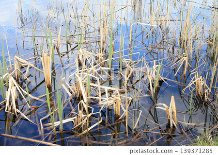 Green reeds and dry stalks in calm blue water Green reeds and dry stalks in calm blue water 139371285