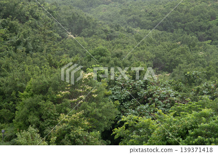 三重縣志摩市伊勢志摩地區景觀,雨/霧,森林/叢林景象 三重縣志摩市伊勢志摩地區景觀,雨/霧,森林/叢林景象 139371418