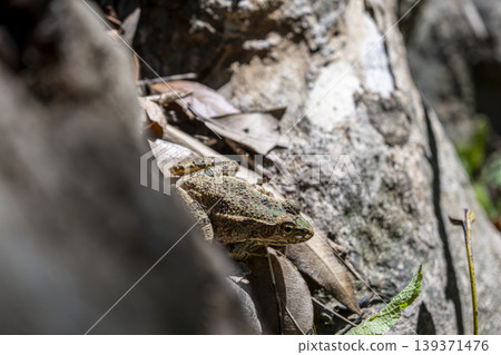 Northern Cricket Frog in Natural Habitat Close Up. Northern Cricket Frog in Natural Habitat Close Up. 139371476