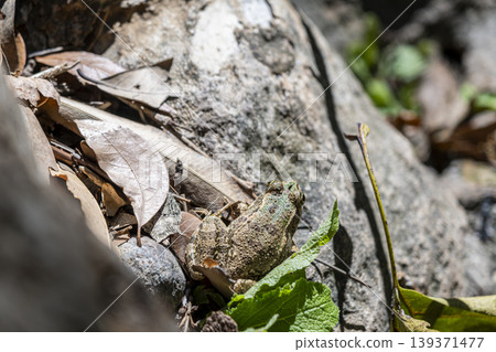 Northern Cricket Frog in Natural Habitat Close Up. Northern Cricket Frog in Natural Habitat Close Up. 139371477