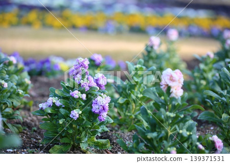 可愛的鮮花 可愛的鮮花 139371531