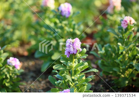 Cute stock flowers Cute stock flowers 139371534