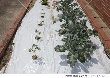 小學兒童花園 小學兒童花園 139371619