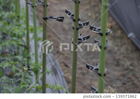 Tomatoes grown on two stems 139371662