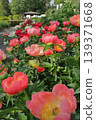 peony, bloom, blossom 139371668