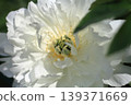 peony, bloom, blossom 139371669