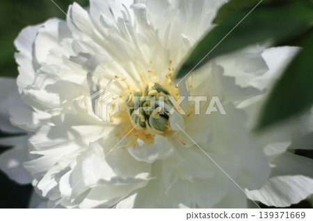 peony, bloom, blossom 139371669