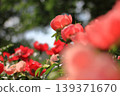 Colorful Peony 139371670