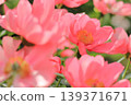 peony, bloom, blossom 139371671