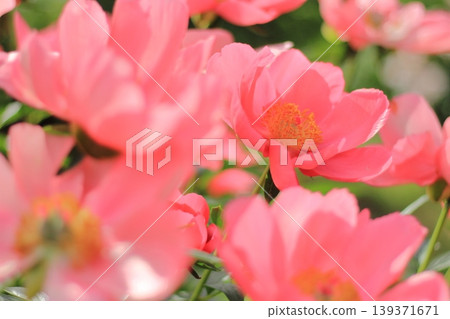 peony, bloom, blossom 139371671