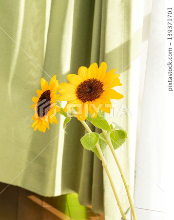 Sunflowers decorated by the window Sunflowers decorated by the window 139371701