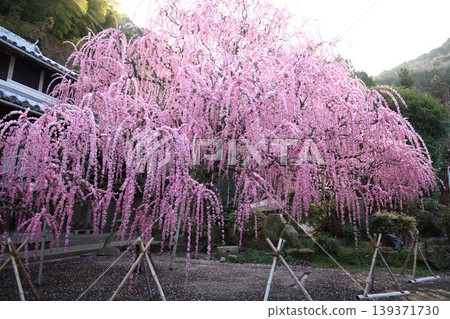 淡路島八木町的垂枝梅樹 139371730