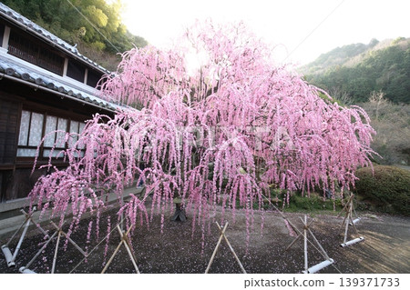 淡路島八木町的垂枝梅樹 139371733