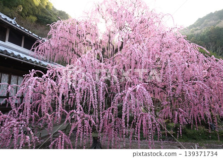 淡路島八木町的垂枝梅樹 139371734