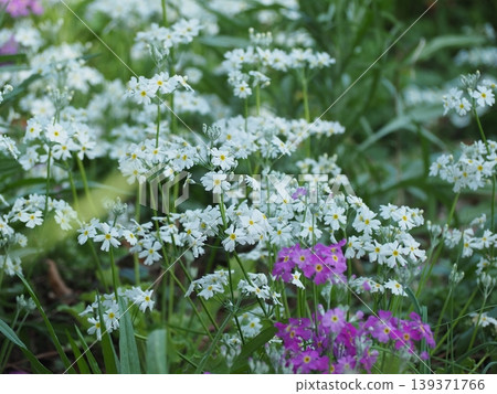 Primula Primula 139371766