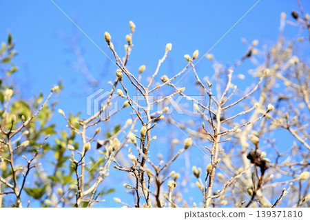 Refreshing flower buds of the Magnolia stellata Refreshing flower buds of the Magnolia stellata 139371810