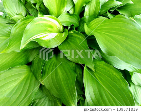 A close-up background of hosta leaves with overlapping vibrant green hues. A close-up background of hosta leaves with overlapping vibrant green hues. 139371819