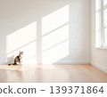 A minimalist space of light and shadow and a small cat 139371864