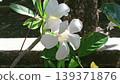 Close-up view of elegant white tropical flowers with lush green leaves thriving in natural sunlight. Perfect for themes of nature, beauty, and serene gardens. 139371876