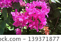 Close-up of vibrant fuchsia pink bougainvillea flowers blooming profusely in a sunny tropical garden. The bright bracts contrast beautifully with the lush green foliage, creating a lively and colorful 139371877