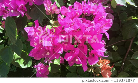 Close-up of vibrant fuchsia pink bougainvillea flowers blooming profusely in a sunny tropical garden. The bright bracts contrast beautifully with the lush green foliage, creating a lively and colorful 139371877