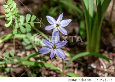 Ipheion, a plant that smells like chives. Ipheion, a plant that smells like chives. 139371907