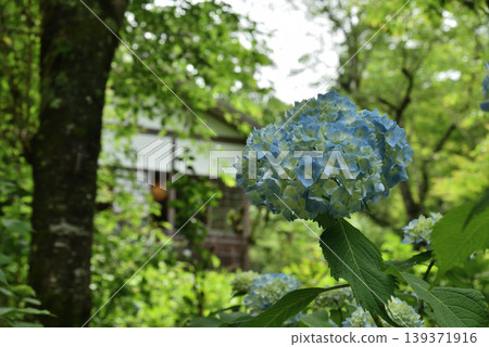 Sanzenin Temple: Light blue hydrangeas (Sakyo Ward, Kyoto City) Sanzenin Temple: Light blue hydrangeas (Sakyo Ward, Kyoto City) 139371916