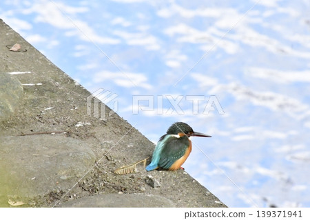Kingfisher flying Kingfisher flying 139371941