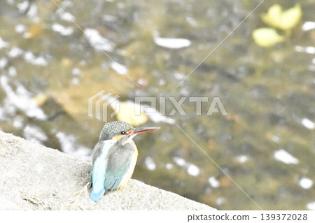 翠鳥 139372028