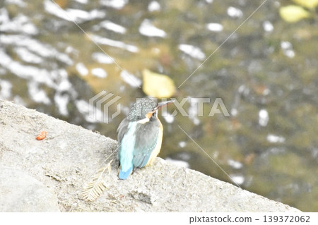 Kingfisher Kingfisher 139372062