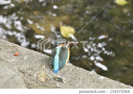 Kingfisher Kingfisher 139372068