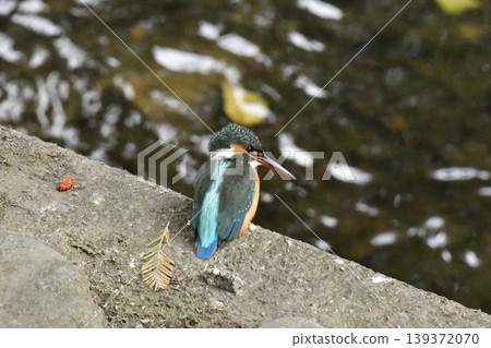 Kingfisher Kingfisher 139372070