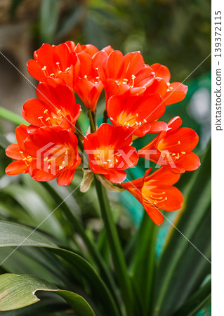 Clivia in full bloom Clivia in full bloom 139372115