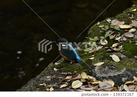 Kingfisher Kingfisher 139372167