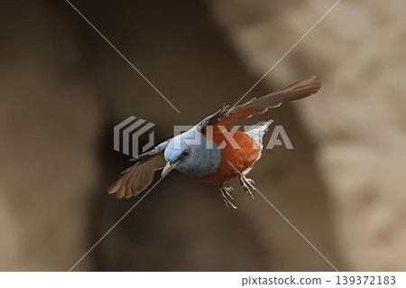 Blue Rock Thrush, which inhabits the coast Blue Rock Thrush, which inhabits the coast 139372183