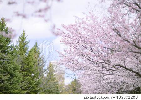 Cherry blossoms in full bloom (taken with an old lens) Cherry blossoms in full bloom (taken with an old lens) 139372208