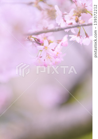 Cherry blossoms in full bloom (taken with an old lens) Cherry blossoms in full bloom (taken with an old lens) 139372212