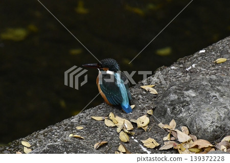 Kingfisher Kingfisher 139372228