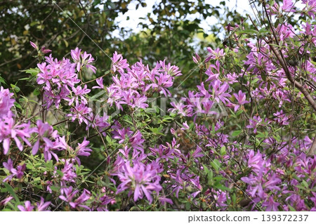 The flowers of the Rhododendron mucronatum are in full bloom. The flowers of the Rhododendron mucronatum are in full bloom. 139372237