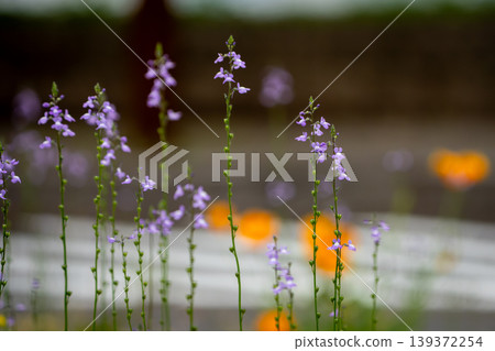 Flower telling the arrival of spring Flower telling the arrival of spring 139372254