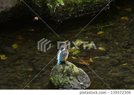 Kingfisher Kingfisher 139372306