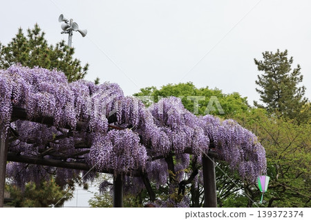 Wisteria flowers at Tamashiki Park in Kisai, Kazo City, Saitama Prefecture Wisteria flowers at Tamashiki Park in Kisai, Kazo City, Saitama Prefecture 139372374