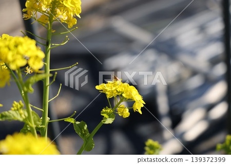 Yellow flower Yellow flower 139372399
