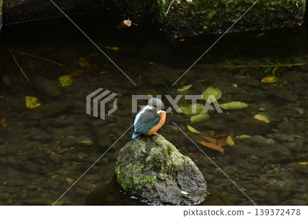 Kingfisher Kingfisher 139372478