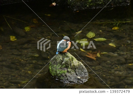 Kingfisher Kingfisher 139372479